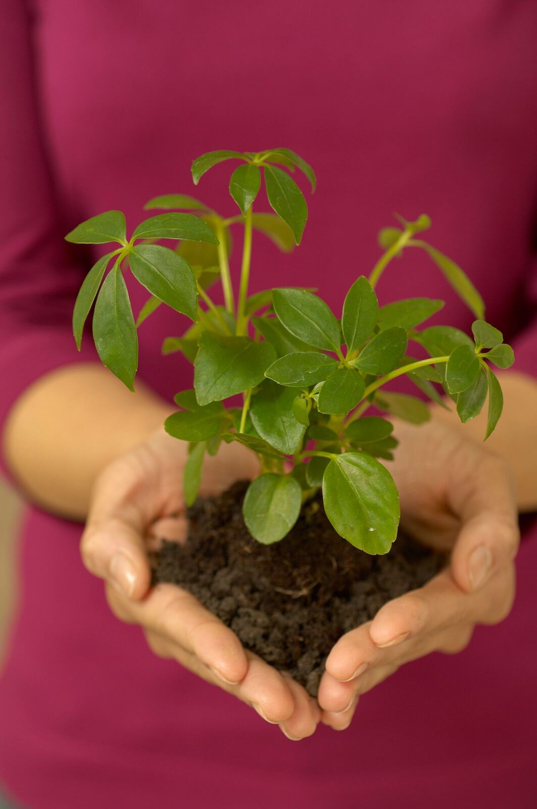 Hands cradling soil and a young plant