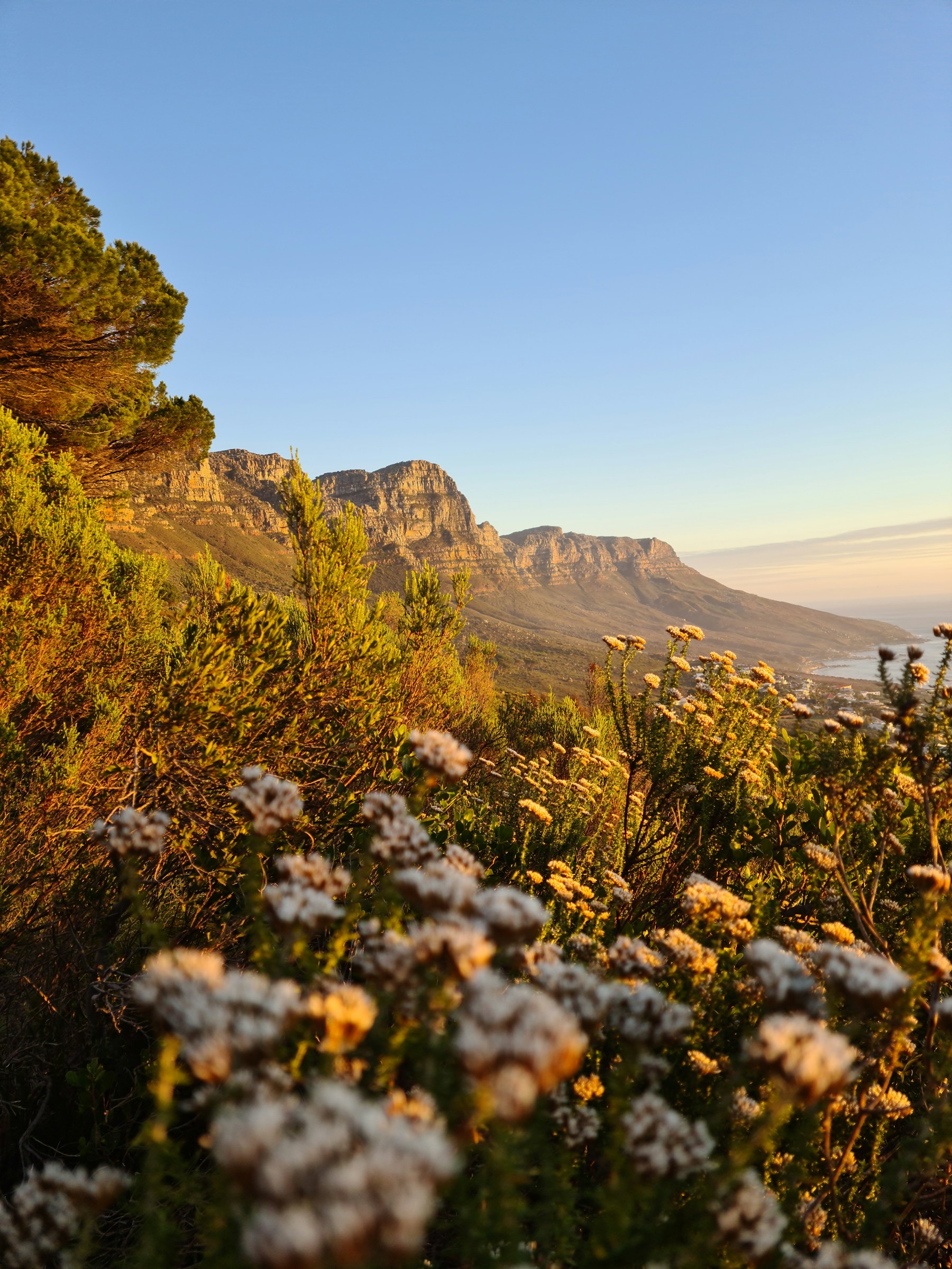 Fynbos in flower on a mountain slope in evening light, with cliffs behind