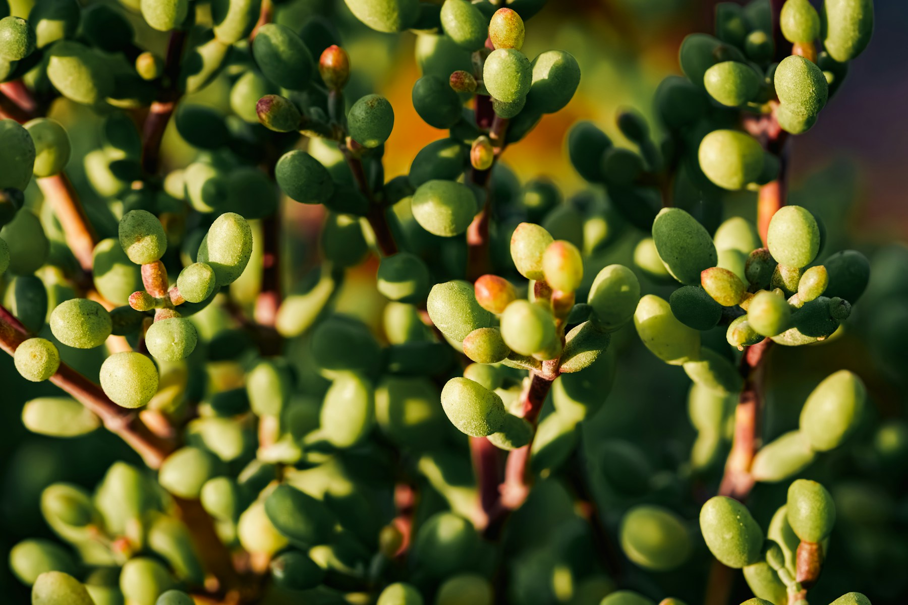 Small, round, glossy green leaves on reddish stems